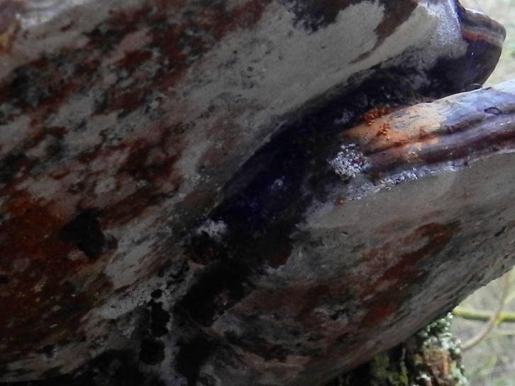 Ganoderma sp.??